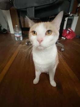 Domestic Short Hair Cats Available for Adoption in Rutherfordton, North Carolina - Maisie (Courtesy Post) | PetCurious