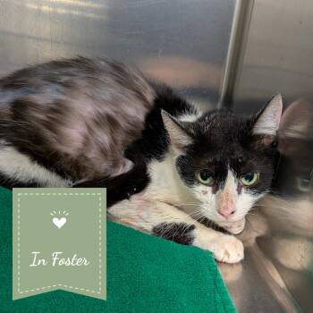 Monique -  Domestic Short Hair Cat for Adoption in Chico, California - Monique | PetCurious