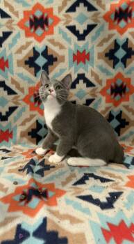 Rescue American Shorthair Cats for Adoption in Barboursville, West Virginia - Malone (Post) | PetCurious