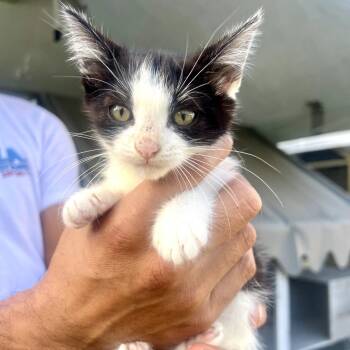 Rescue Domestic Medium Hair Cats for Adoption in Long Beach, California - Pandy | PetCurious