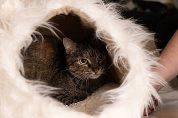 Rescue Domestic Short Hair Cats for Adoption in Tampa, Florida - Jenny The Generator | PetCurious