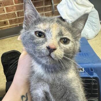 JoJo -  Domestic Short Hair Cat for Adoption in Birmingham, Alabama - JoJo | PetCurious