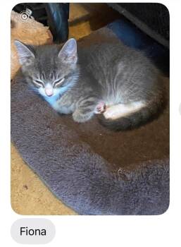 Fiona -  Domestic Short Hair Cat for Adoption in Mustang, Oklahoma - Fiona | PetCurious