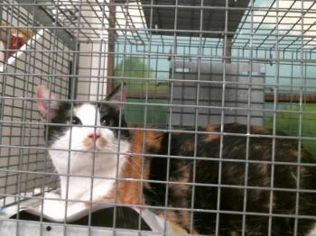 Domestic Short Hair Cats Available for Adoption - CHLOE | PetCurious