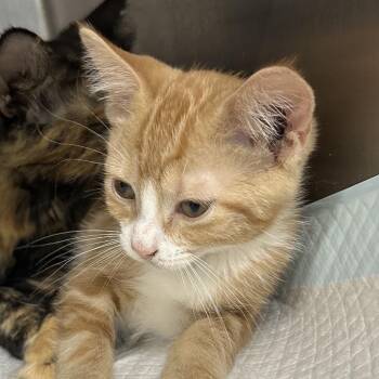 Lemon -  Domestic Short Hair Cat for Adoption in Corbin, Kentucky - Lemon | PetCurious