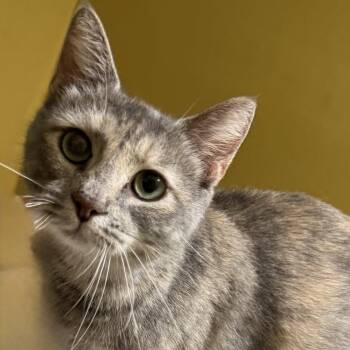 Elote -  American Shorthair Cat for Adoption in Johnson City, Tennessee - Elote | PetCurious
