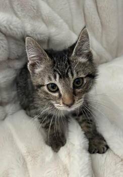 Custard -  Domestic Short Hair Cat for Adoption in Logan, Utah - Custard | PetCurious