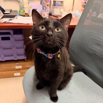 Jupiter -  Domestic Short Hair Cat for Adoption in Chicago, Illinois - Jupiter | PetCurious