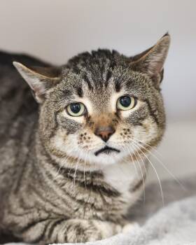 Domestic Short Hair Cats Available for Adoption in Bridgeport, Connecticut - ELMER FUDD (0495) | PetCurious