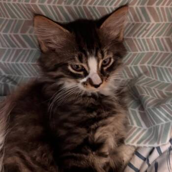 Mudskipper -  Domestic Medium Hair Cat for Adoption in Lynchburg, Virginia - Mudskipper | PetCurious
