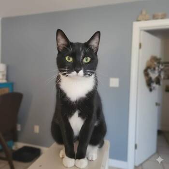 Domestic Short Hair Cats Available for Adoption in Wheaton, Illinois - Bonsai | PetCurious