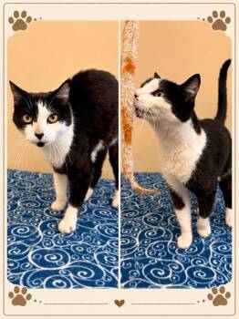 CICI -  Domestic Short Hair Cat for Adoption in Rensselaer, Indiana - CICI | PetCurious