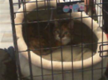 Domestic Short Hair Cats Available for Adoption - MONTANA | PetCurious