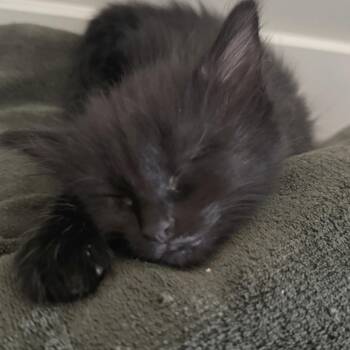 Gorgonzola -  Domestic Short Hair Cat for Adoption in Wichita, Kansas - Gorgonzola | PetCurious