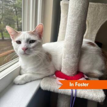 Domestic Short Hair Cats Available for Adoption in Baltimore, Maryland - Sumo | PetCurious