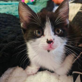 Troy -  Domestic Short Hair Cat for Adoption in Las Cruces, New Mexico - Troy | PetCurious
