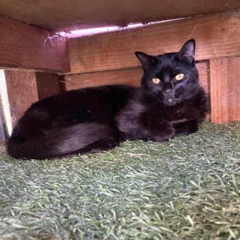 Bombay Cats Available for Adoption in San Pablo, California - Shadow | PetCurious
