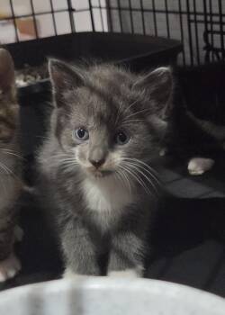 Rose -  Domestic Medium Hair Cat for Adoption in Dunellen, New Jersey - Rose | PetCurious