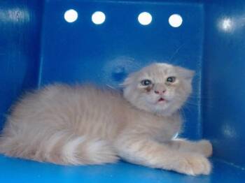 A600739 -  Domestic Short Hair Cat for Adoption in Orlando, Florida - A600739 | PetCurious