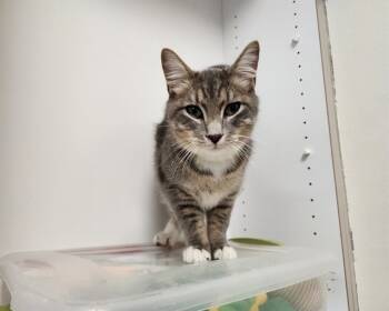 Rescue Domestic Medium Hair Cats for Adoption in Raleigh, North Carolina - JOSH | PetCurious
