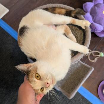 Gretal -  Domestic Short Hair Cat for Adoption in Woodstock, Virginia - Gretal | PetCurious