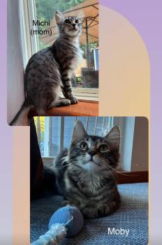 Rescue Domestic Medium Hair Cats for Adoption in Shelton, Washington - Michi (mother) & Moby (kitten) | PetCurious