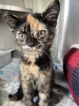 Rescue Domestic Short Hair Cats for Adoption in Columbus, Indiana - Melody | PetCurious