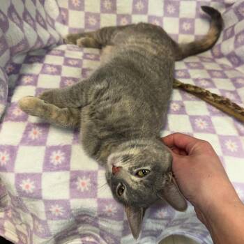 Domestic Short Hair Cats Available for Adoption - Lola | PetCurious