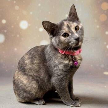 Iris -  Domestic Short Hair Cat for Adoption in Bentonville, Arkansas - Iris | PetCurious