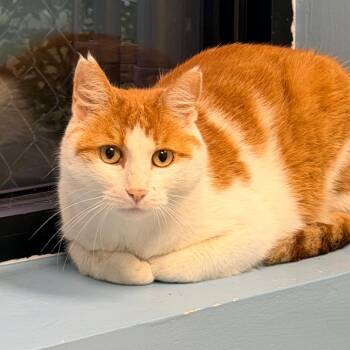 Brisket -  Domestic Short Hair Cat for Adoption in Columbus, Georgia - Brisket | PetCurious