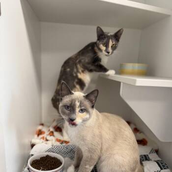 Domestic Short Hair Cats Available for Adoption - Poodle | PetCurious