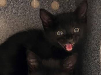 Snowcone -  Domestic Short Hair Cat for Adoption in Irving, Texas - Snowcone | PetCurious