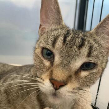 Sandwich -  Domestic Short Hair Cat for Adoption in Bentonville, Arkansas - Sandwich | PetCurious