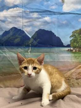 Stretch -  Domestic Short Hair Cat for Adoption in San Antonio, Texas - Stretch | PetCurious