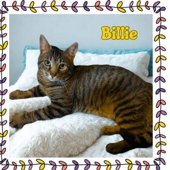 Rescue Domestic Short Hair Cats for Adoption in Port Chester, New York - Billie | PetCurious