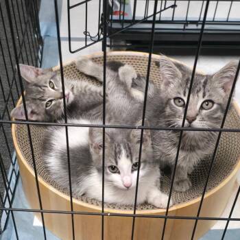 Bandit -  Domestic Short Hair Cat for Adoption in Monroe, Michigan - Bandit | PetCurious