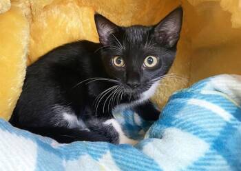 TYLER -  Domestic Short Hair Cat for Adoption in Fort Lauderdale, Florida - TYLER | PetCurious