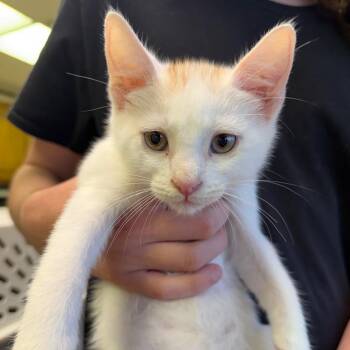 Waylon F-21628 -  Domestic Short Hair Cat for Adoption in Oklahoma City, Oklahoma - Waylon F-21628 | PetCurious