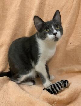 Butterball -  Domestic Short Hair Cat for Adoption in Dublin, Ohio - Butterball | PetCurious