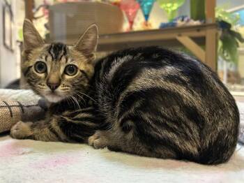 CHIPOTLE -  Domestic Short Hair Cat for Adoption in Santa Clara, California - CHIPOTLE | PetCurious