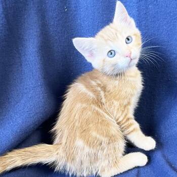 Clementine -  Domestic Short Hair Cat for Adoption in Mt. Juliet, Tennessee - Clementine | PetCurious