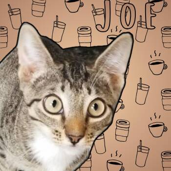 Joe -  Domestic Short Hair Cat for Adoption in Aransas Pass, Texas - Joe | PetCurious