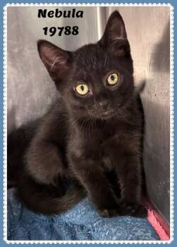 NEBULA see also NOVA -  Domestic Short Hair and Bombay Cat for Adoption in Marietta, Georgia - NEBULA See Also NOVA | PetCurious