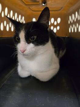 2026-08-101 -  Domestic Short Hair Cat for Adoption in Winder, Georgia - 2026-08-101 | PetCurious
