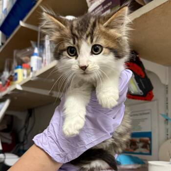 Mike the Situation -  Domestic Long Hair Cat for Adoption in Medina, Ohio - Mike The Situation | PetCurious