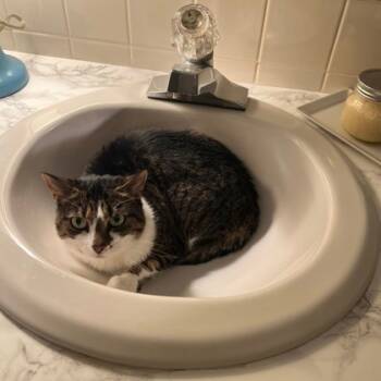 Rescue Domestic Short Hair Cats for Adoption in Norfolk, Virginia - Sweet Juliet | PetCurious