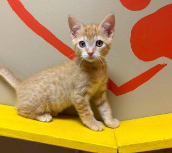 Libra -  Domestic Short Hair Cat for Adoption in Maryville, Missouri - Libra | PetCurious