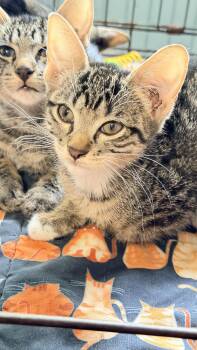 BADGER -  Tabby and Tuxedo Cat for Adoption - BADGER | PetCurious