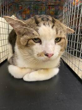 MEATBALL -  Domestic Short Hair Cat for Adoption in Fort Myers, Florida - MEATBALL | PetCurious