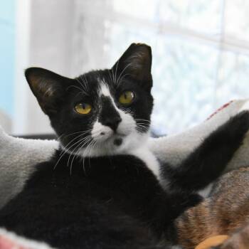 Rescue Domestic Short Hair Cats for Adoption in Columbus, North Carolina - Habanero | PetCurious